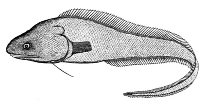 Bassozetus levistomatus_01.jpg